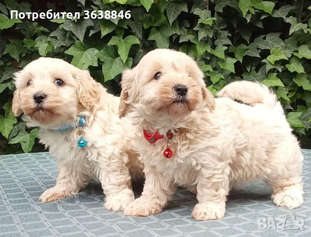 Малтипу, снимка 1