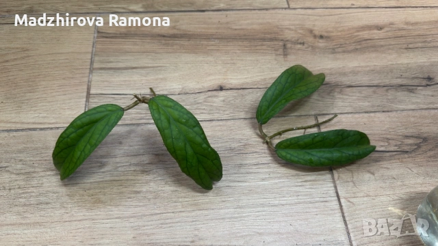 Hoya Хоя Golden Eye 