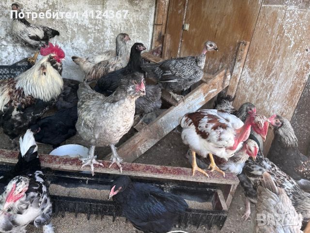 Продавам домашни пилета, снимка 6 - Кокошки и пуйки - 46125304