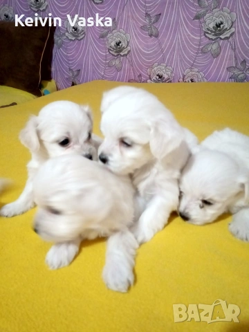 мини малтийски болонки, снимка 4 - Болонка - 54283758