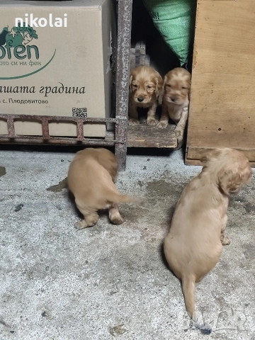 Кокер шпаньол , снимка 2 - Кокер шпаньол - 52754396