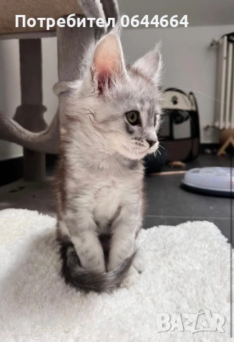 Мейн куун, снимка 2 - Мейн кун - 32931496