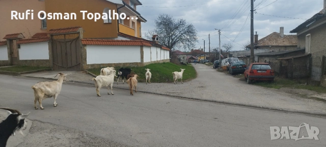 продавам млечни кози, снимка 2 - Кози - 53896781