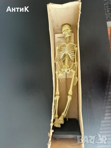 Соц Учебен Модел на Човешки Скелет, снимка 13 - Антикварни и старинни предмети - 51136257