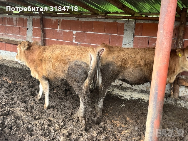 Месодайни Телета за Продан, снимка 12 - Крави - 52479978