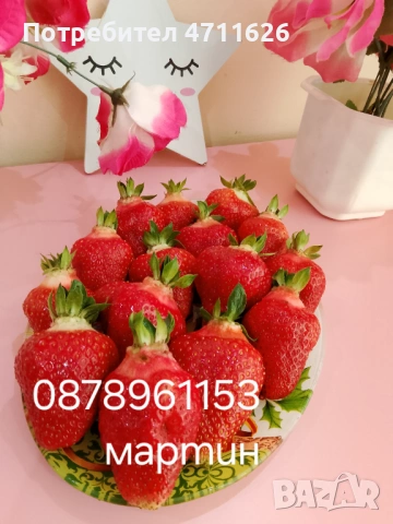 Разсад ягоди и малини , снимка 3 - Разсади - 53290171