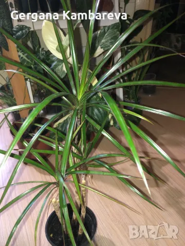 Dracaena marginata Red Edge , снимка 1