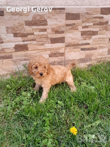 Продавам мини пуделче , снимка 3 - Пудели - 54099476