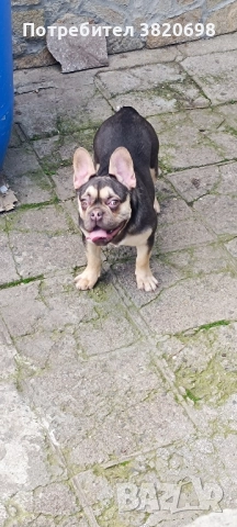 момче на 7 месеца с 3 ваксини . баща флъфи, снимка 4 - Френски булдог - 51313999