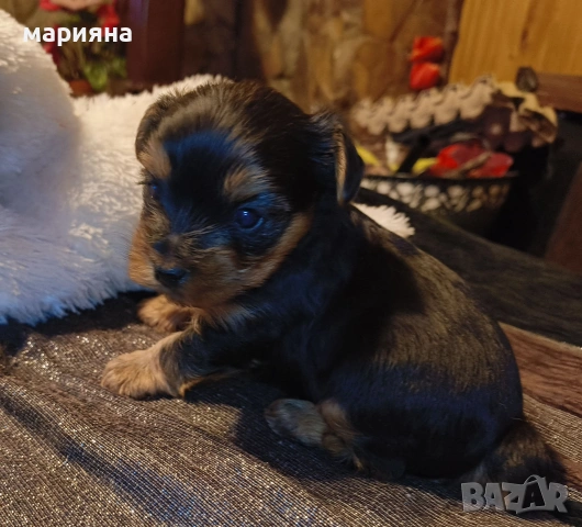 Малък йоркширски господин