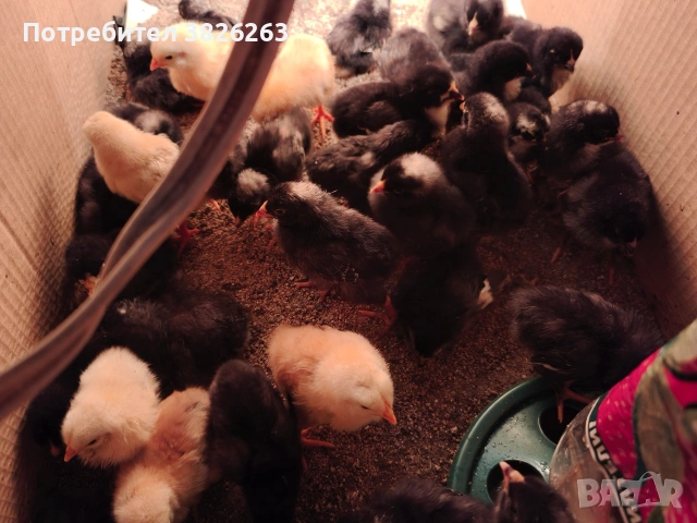 Пиленца Супер Харко