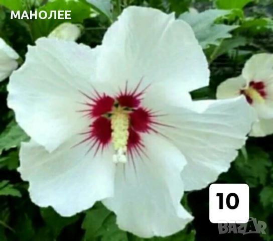 50 РЕЗНИКА В ЕДИН ПАКЕТ /видове по избор/ ЗА 20 ЛВ., снимка 11 - Градински цветя и растения - 51618754