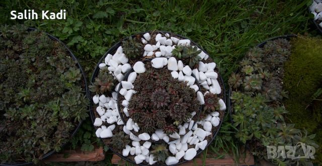 Семпервивум, дебелец, алпийска роза, снимка 6 - Градински цветя и растения - 45158212