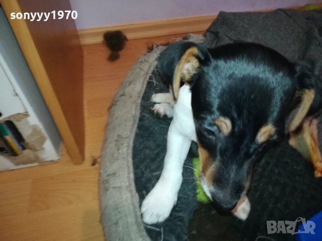 ДЖАК РЪСЕЛ 1011250842, снимка 18 - Джак ръсел териер - 52358129