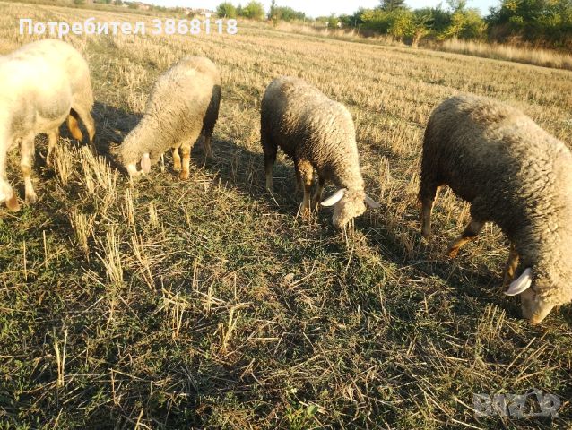 Продавам три мъшки  Агнетата на четири месеца  Намират се  във Село Маноле  0896159264, снимка 1 - Други животни - 46812637