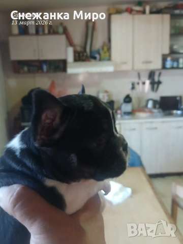 френски булдог. , снимка 10 - Френски булдог - 53830931