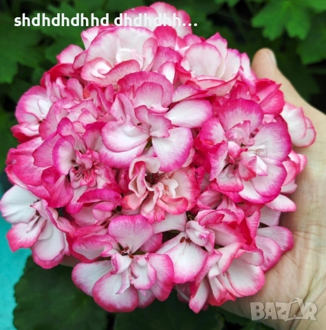 комплект от 5 броя мшкато , снимка 2 - Градински цветя и растения - 54272699