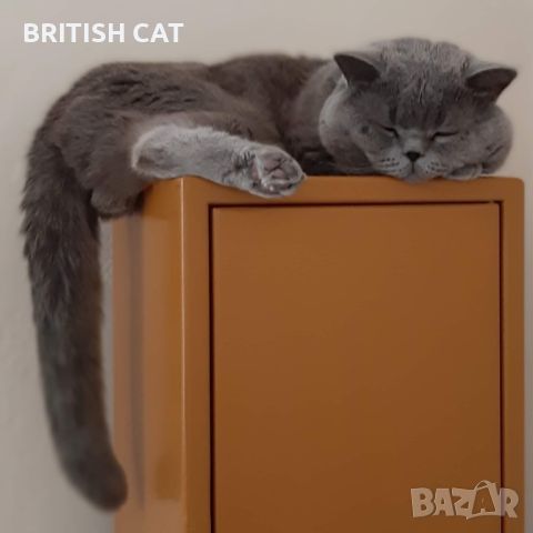 Британски късокосмести котета чистокръвни, снимка 8 - Британска късокосместа - 46288107