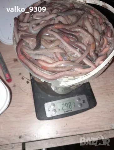 Земен Червей за риболов, снимка 2 - Други животни - 49731736