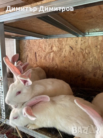 Зайци за месо и разплод, снимка 3 - Други - 50191126