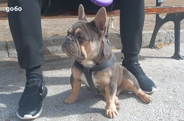 Мъжки френски булдог за разплод , снимка 3 - Френски булдог - 51306483