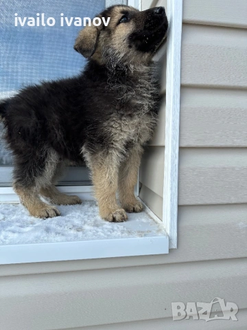 Източно европейска овчарка, снимка 5 - Немска овчарка - 53132059
