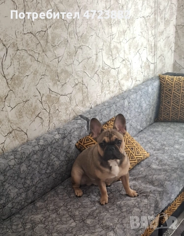 Здравейте  Продавам Френски Булдог    Казва  се Стич На 1г. Нямаме възможност да го гледаме