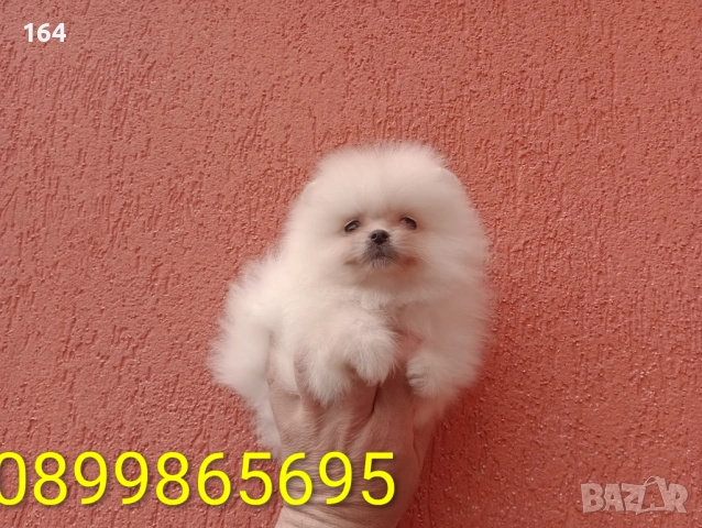 Померани. Реални снимки от 22.03.26 г. 