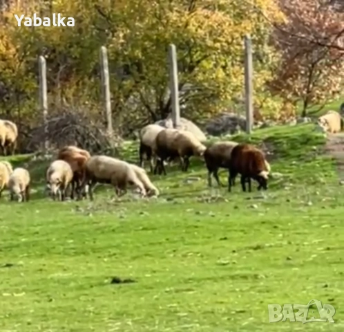 Продавам стадо овце порода цигай, снимка 7 - Овце - 52577368