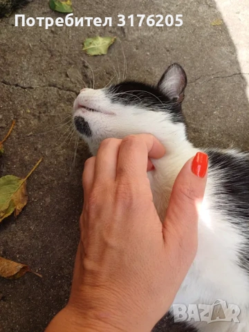 Търси дом - нежна домашна котка, снимка 2 - Други - 47355560