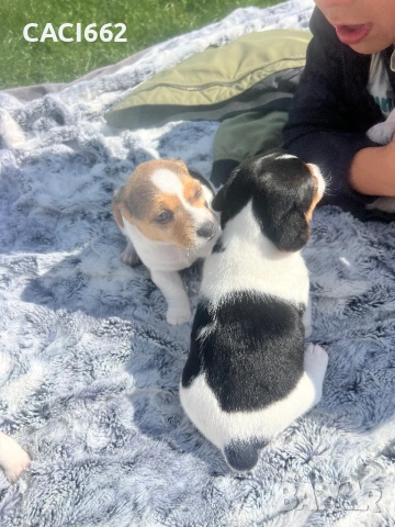 Джак ръсел , снимка 5 - Джак ръсел териер - 54154739