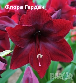 Луковици Амарилис, Хипеаструм, снимка 9 - Сортови семена и луковици - 52256523