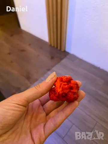 Carolina Reaper Каролина Рипер, снимка 10 - Градински цветя и растения - 47206890