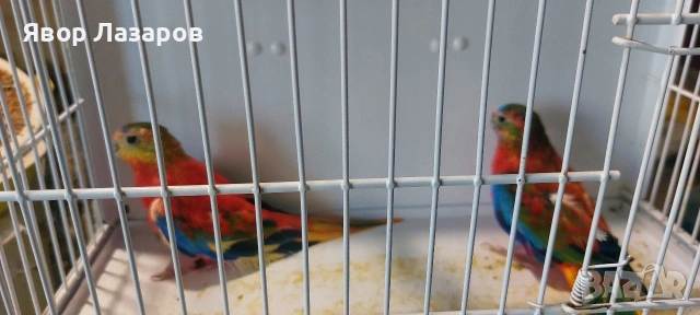 Папагали неофеми и пойни, снимка 11 - Папагали - 54303895