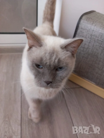 Британска Котка , снимка 5 - Британска късокосместа - 53910636