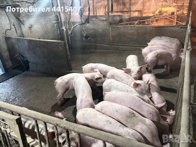 Продаваме прасета , снимка 3 - Прасета - 53996416