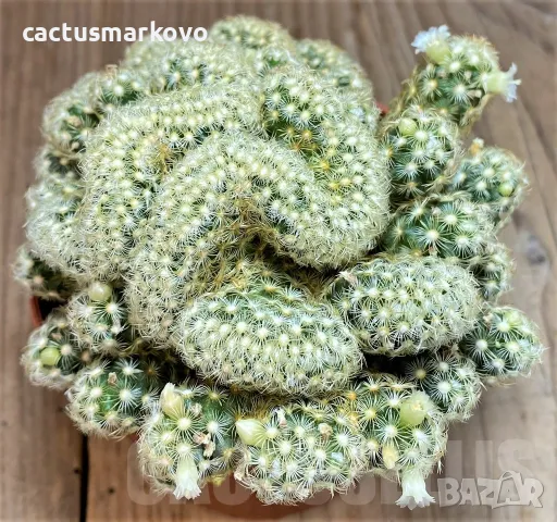 Mammillaria elongata f.cristata, снимка 2 - Стайни растения - 49649251