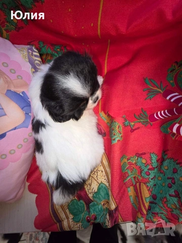 Японски хин, снимка 8 - Други - 52506196