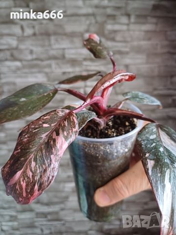 Филодендрон pink, снимка 2 - Стайни растения - 45551929