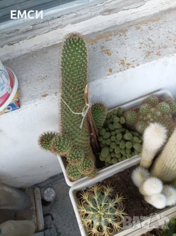 Продавам кактуси, НОЛИНА, снимка 5 - Градински цветя и растения - 45402492