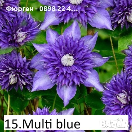 Клематис налични 33 вида, снимка 14 - Разсади - 48740880