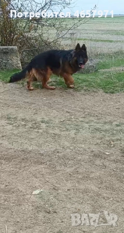Немска овчарка търси своята половинка за разплод , снимка 2 - Немска овчарка - 52504398