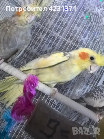 Папагали корела, снимка 2 - Папагали - 53288152