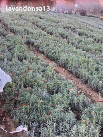 Разсад Лавандула Севтополис, Лавандин и Маслодайна Роза | Директно от производител, снимка 17 - Разсади - 30787134