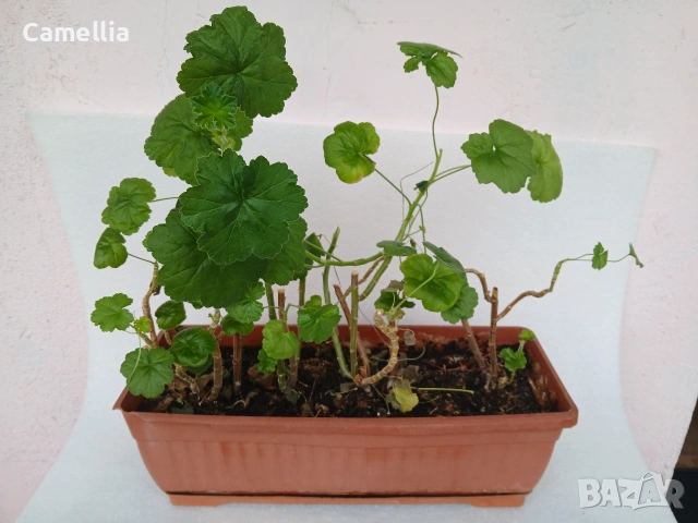 Мушкато в саксия 