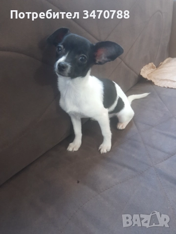 Чихуахуа , снимка 6 - Чихуахуа - 52774225