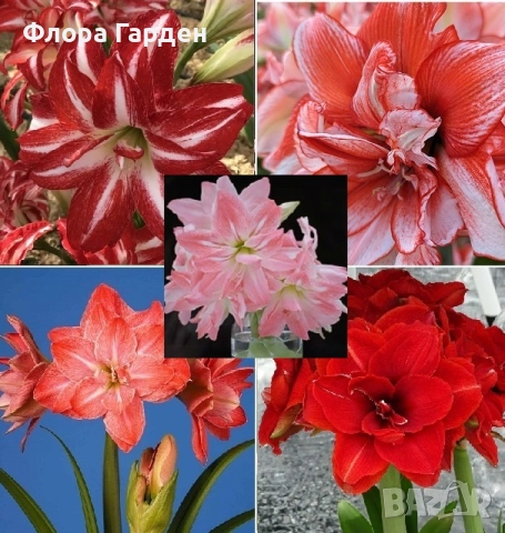 Луковици Амарилис, Хипеаструм, снимка 13 - Сортови семена и луковици - 52256523