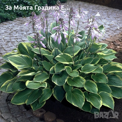 Хоста, снимка 3 - Градински цветя и растения - 54019920