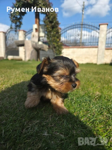 Съкровища малки, снимка 5 - Йоркширски териер - 53864715