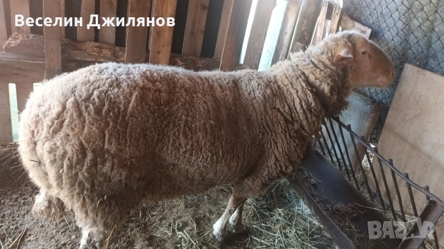 коч Лакон, снимка 3 - Овце - 54110252